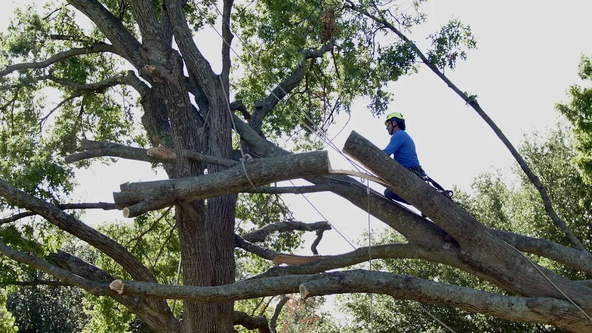 Professional Crown Thinning performed by certified arborists in Benedict